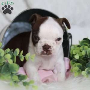 Bambi, Boston Terrier Puppy